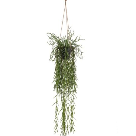 Mr. Plant Rhipsalis 95cm