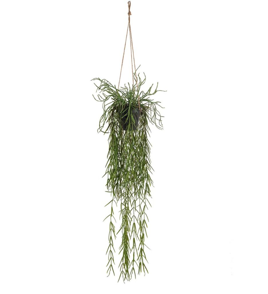 Mr. Plant Rhipsalis 95cm