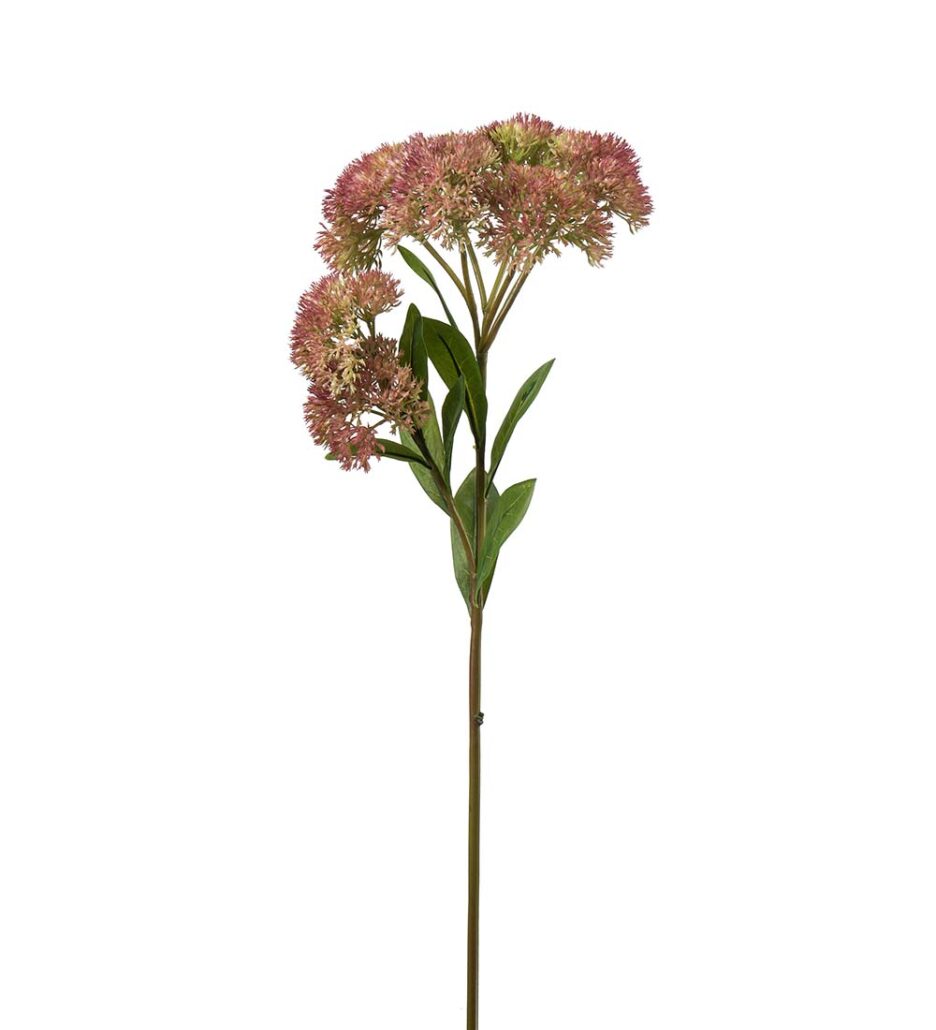 Mr. Plant Sedum 65cm Grønn